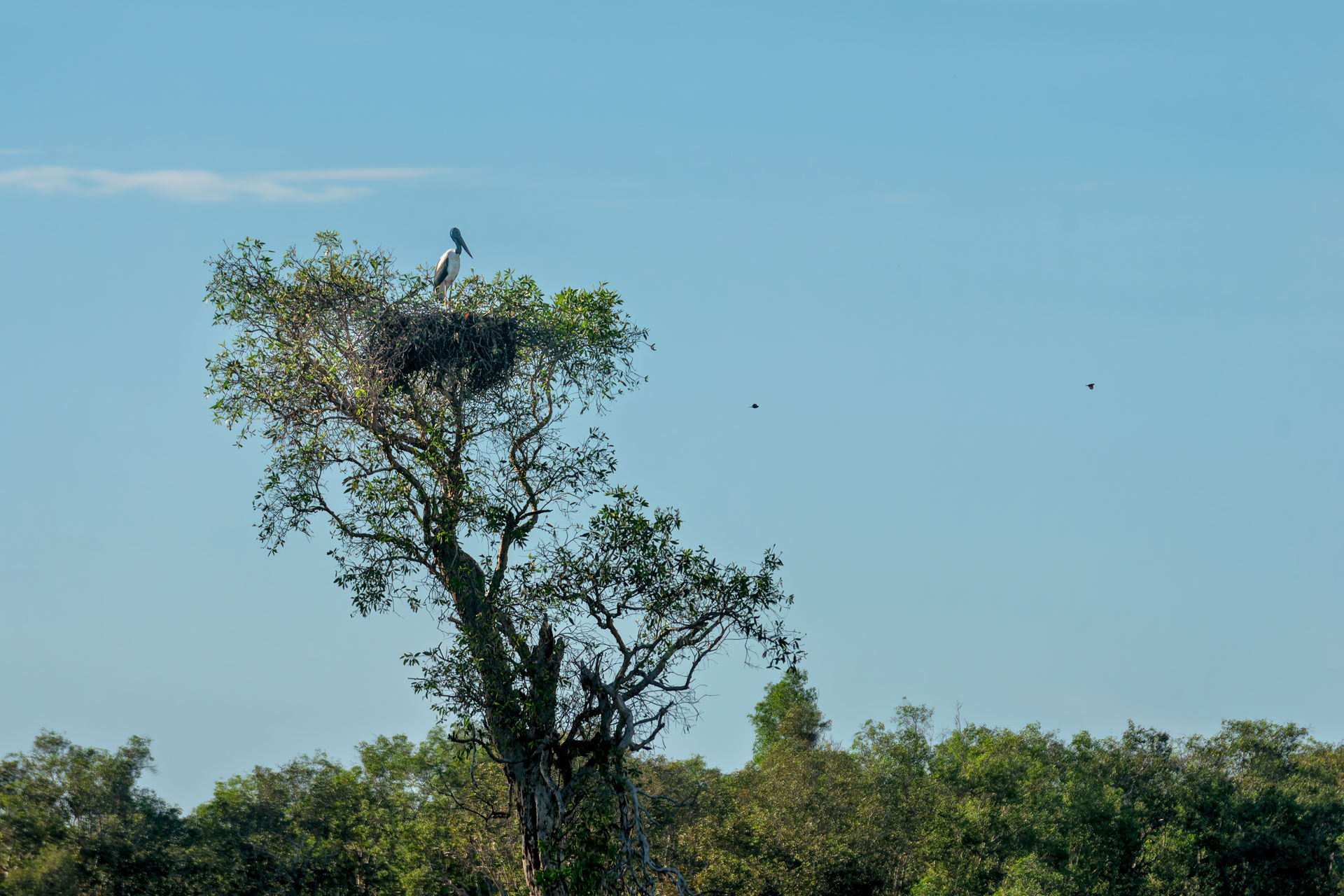 Kakadu National Park - Bootstour im Yellow Water Billabong - Riesenstorch